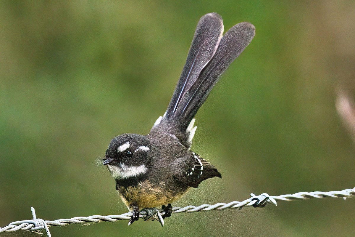 Gray Fantail - Alfons  Lawen