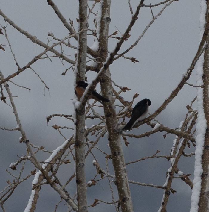 Barn Swallow - Ric Olson