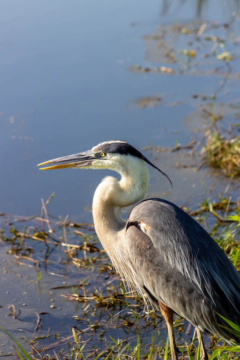 Great Blue Heron - ML618242407