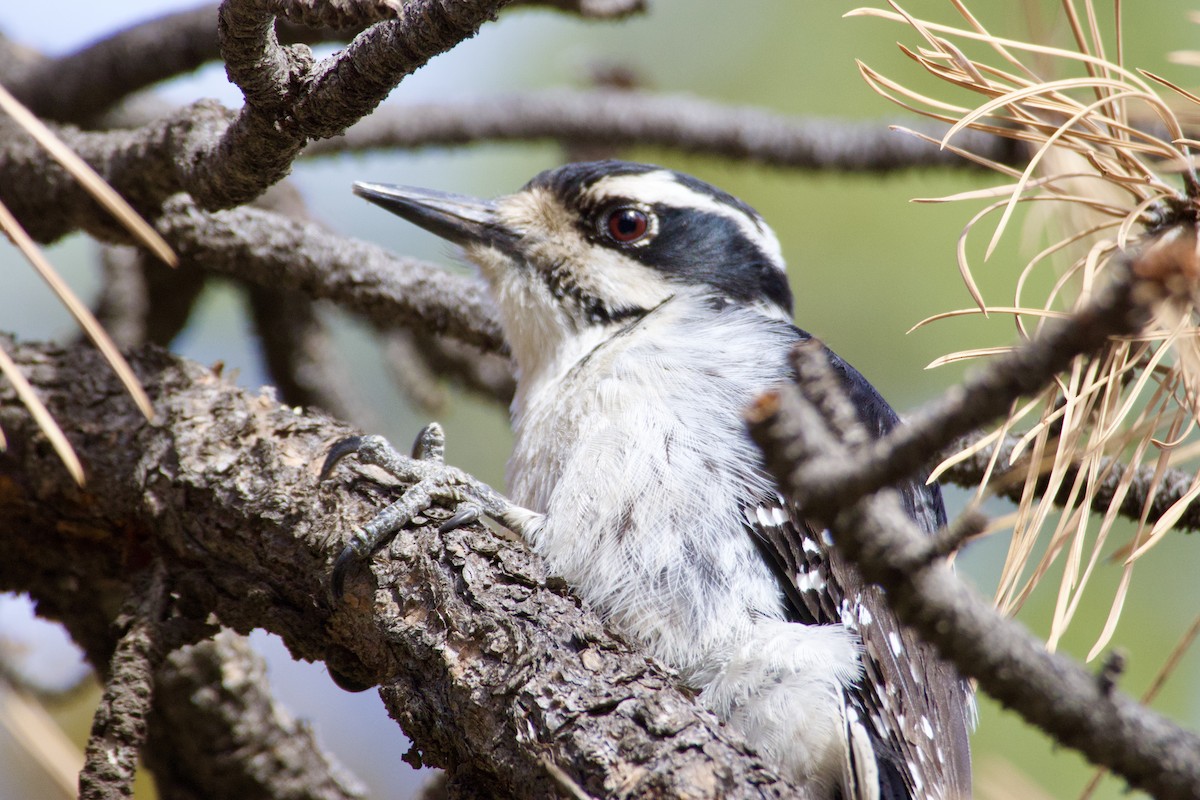 Hairy Woodpecker - Frank  Kahr