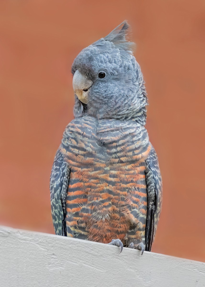 Gang-gang Cockatoo - ML618242416