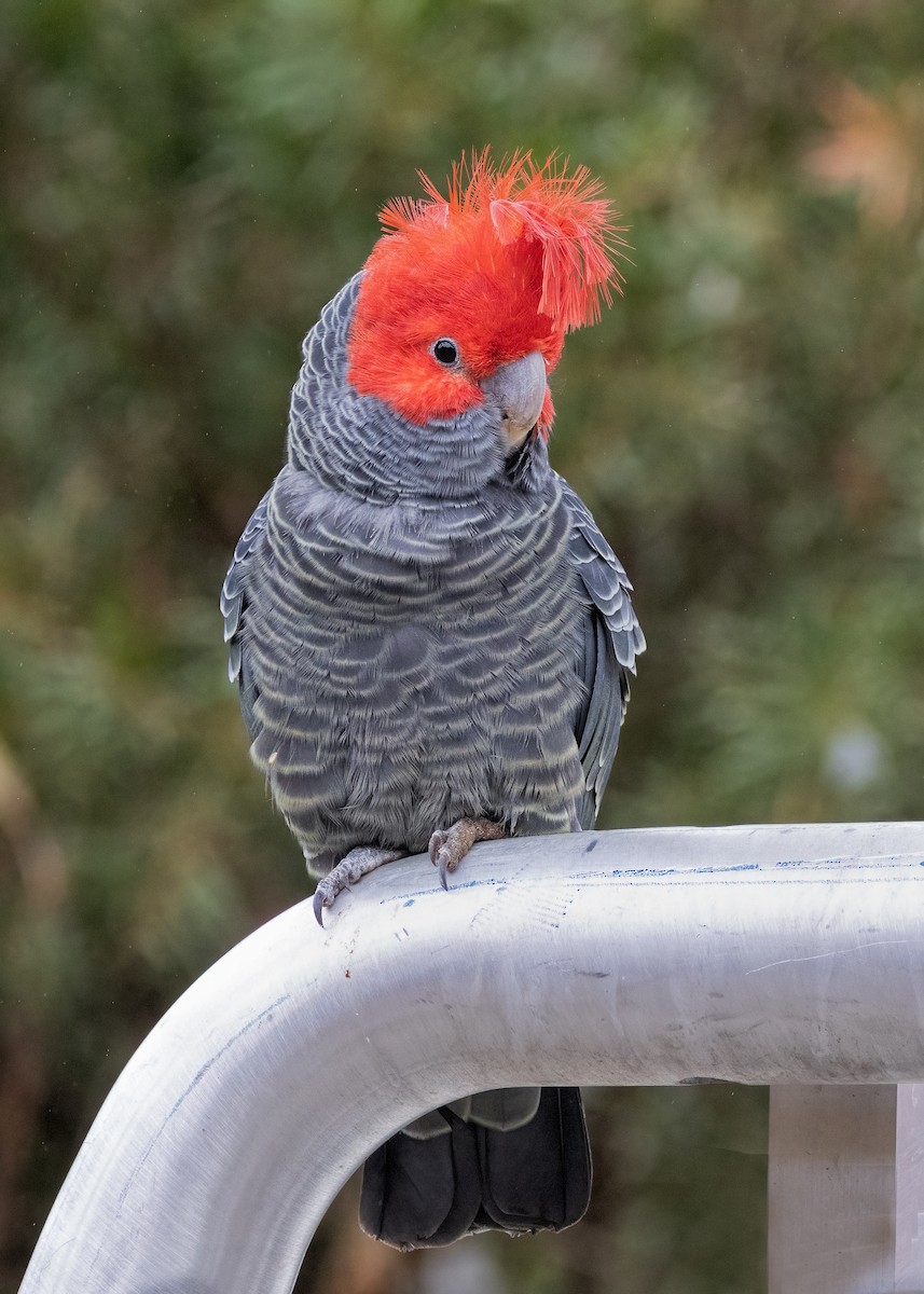 Cacatoès à tête rouge - ML618242418