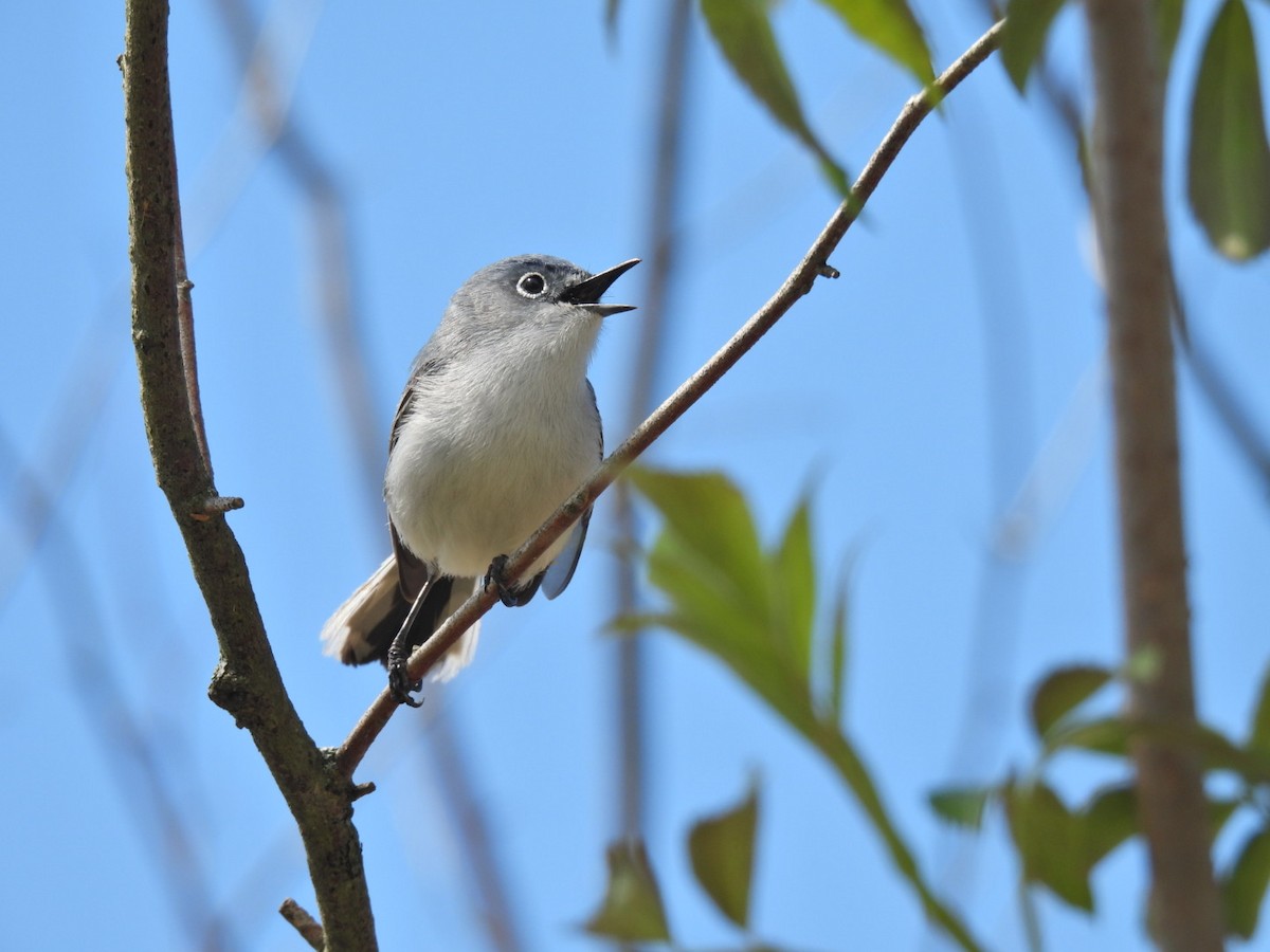 Blue-gray Gnatcatcher - Deb Diane