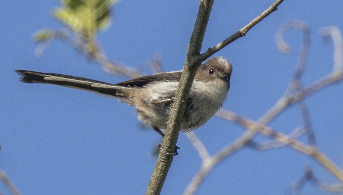 Long-tailed Tit - Francisco Pires