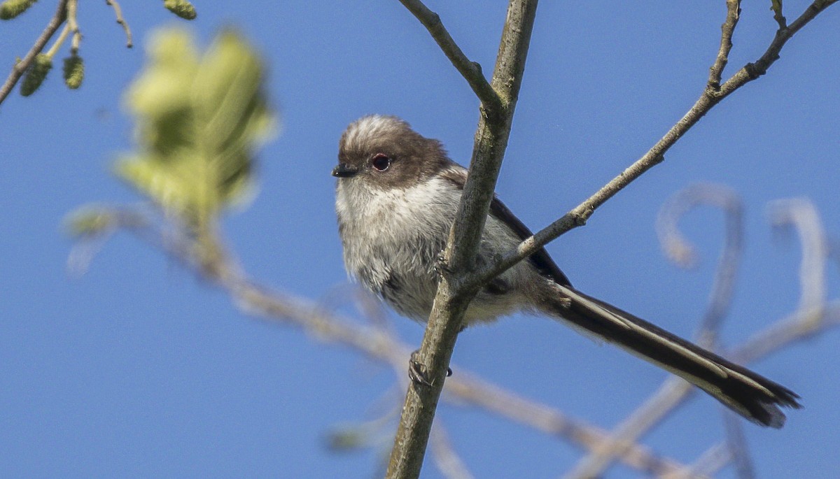 Long-tailed Tit - Francisco Pires