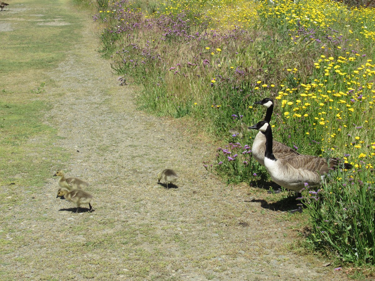 Canada Goose - Dorothy Johnson