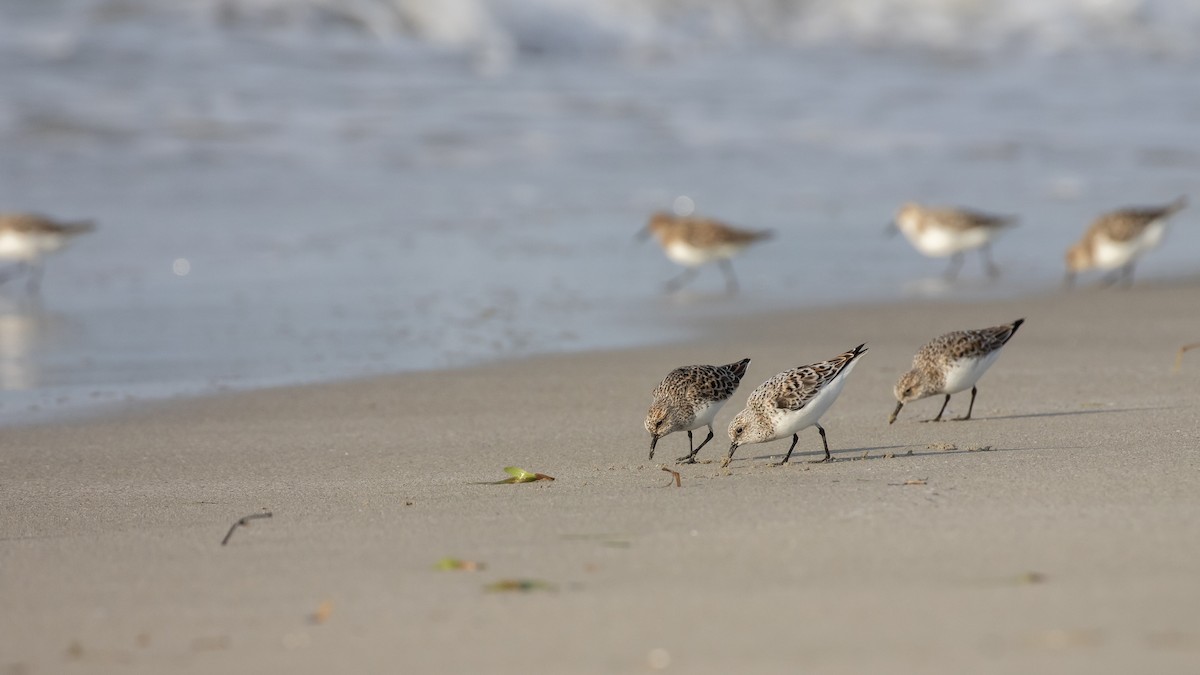 Sanderling - Moditha Kodikara Arachchi