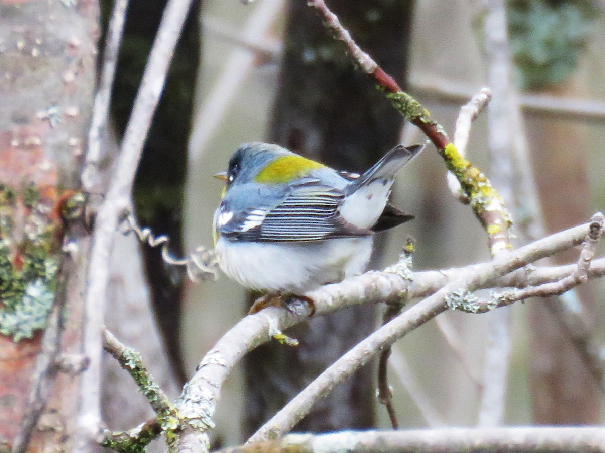 Northern Parula - Michel Turcot