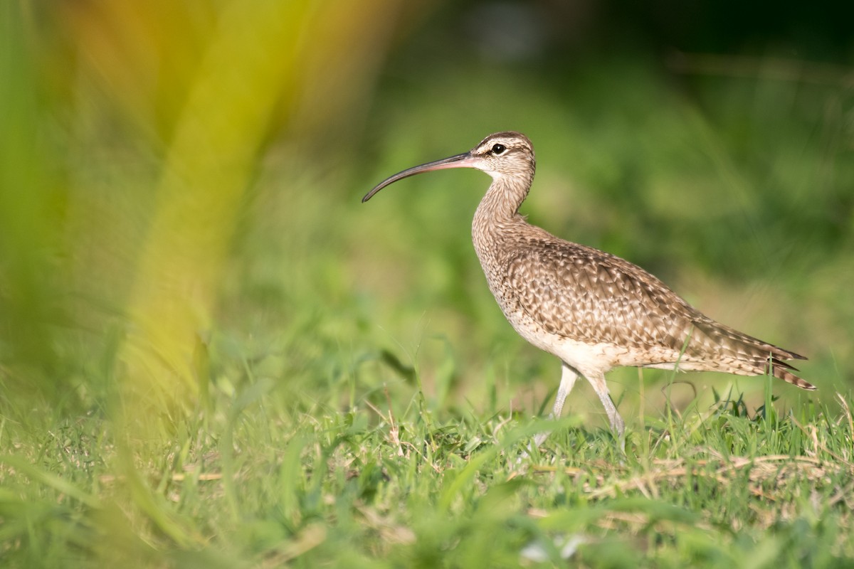 Whimbrel (Hudsonian) - Ian Hearn