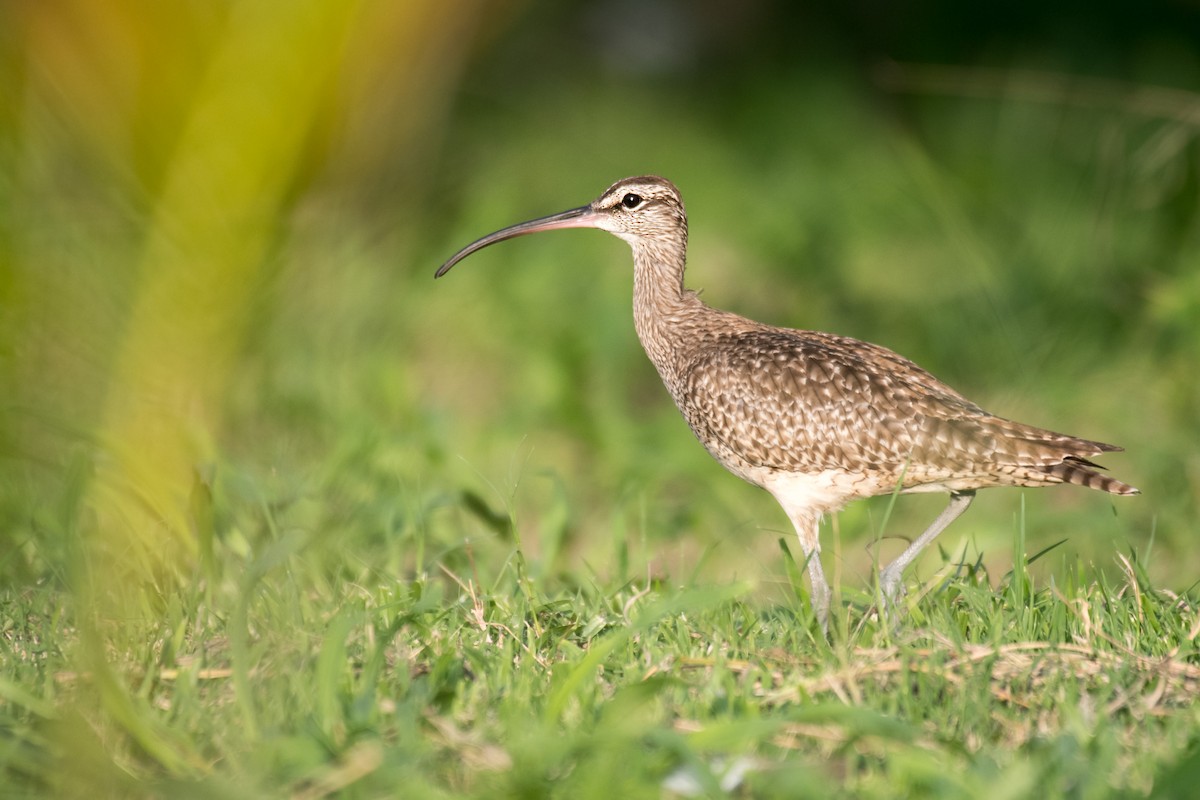 Whimbrel (Hudsonian) - Ian Hearn