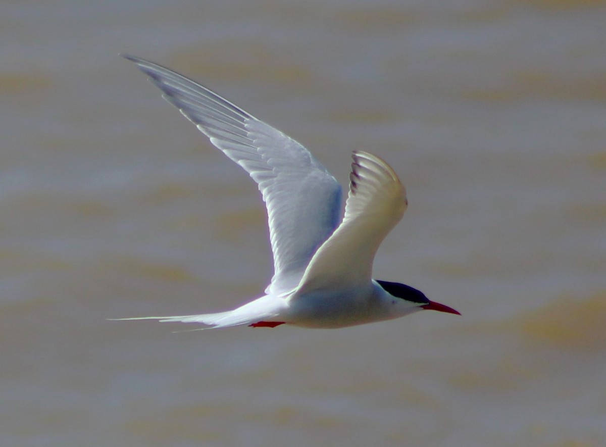 South American Tern - Pedro Behne