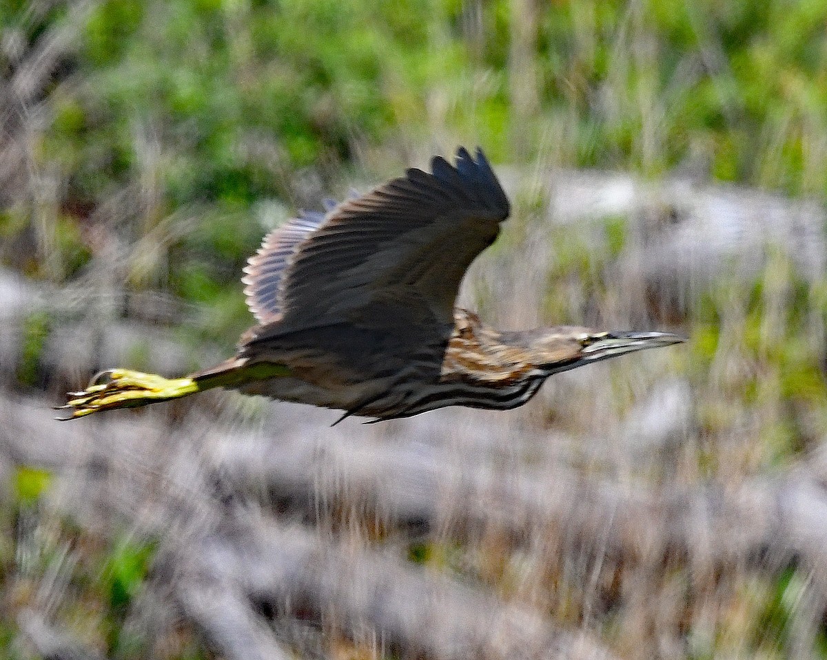 American Bittern - Michael Topp