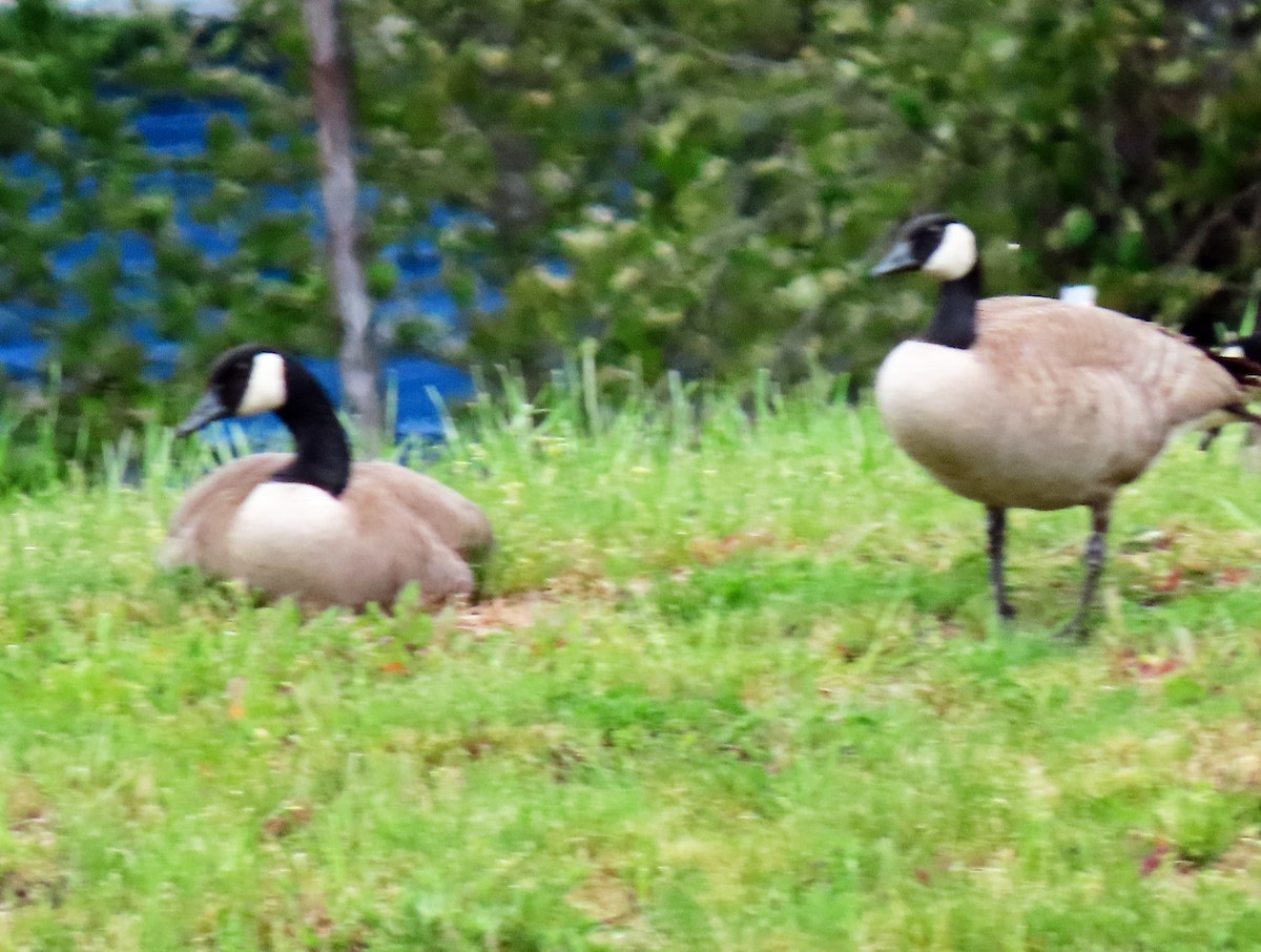 Canada Goose - ML618242579