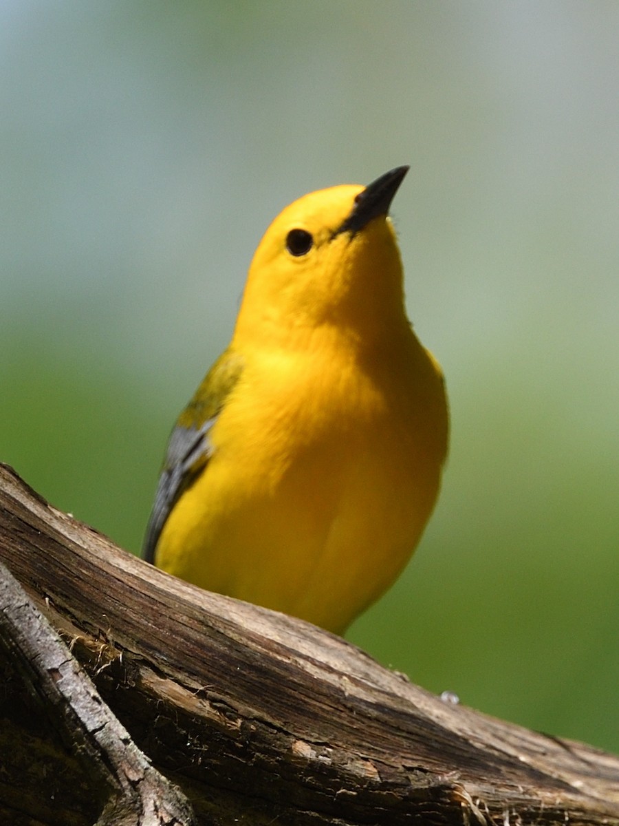 Prothonotary Warbler - ML618242591
