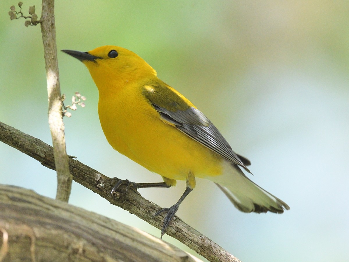 Prothonotary Warbler - ML618242592