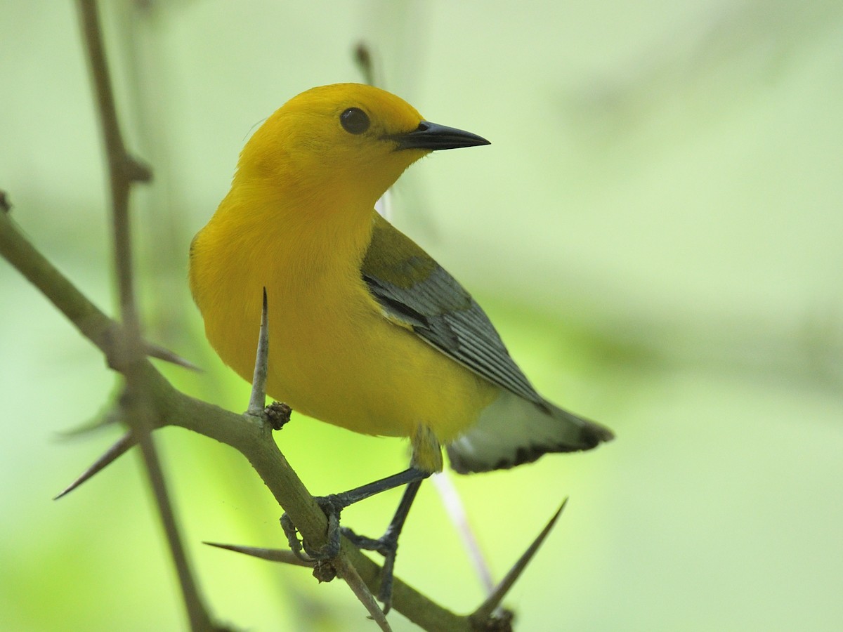 Prothonotary Warbler - ML618242593