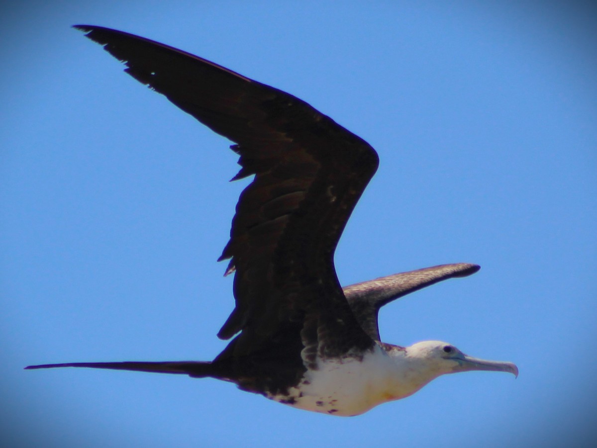 Magnificent Frigatebird - ML618242604