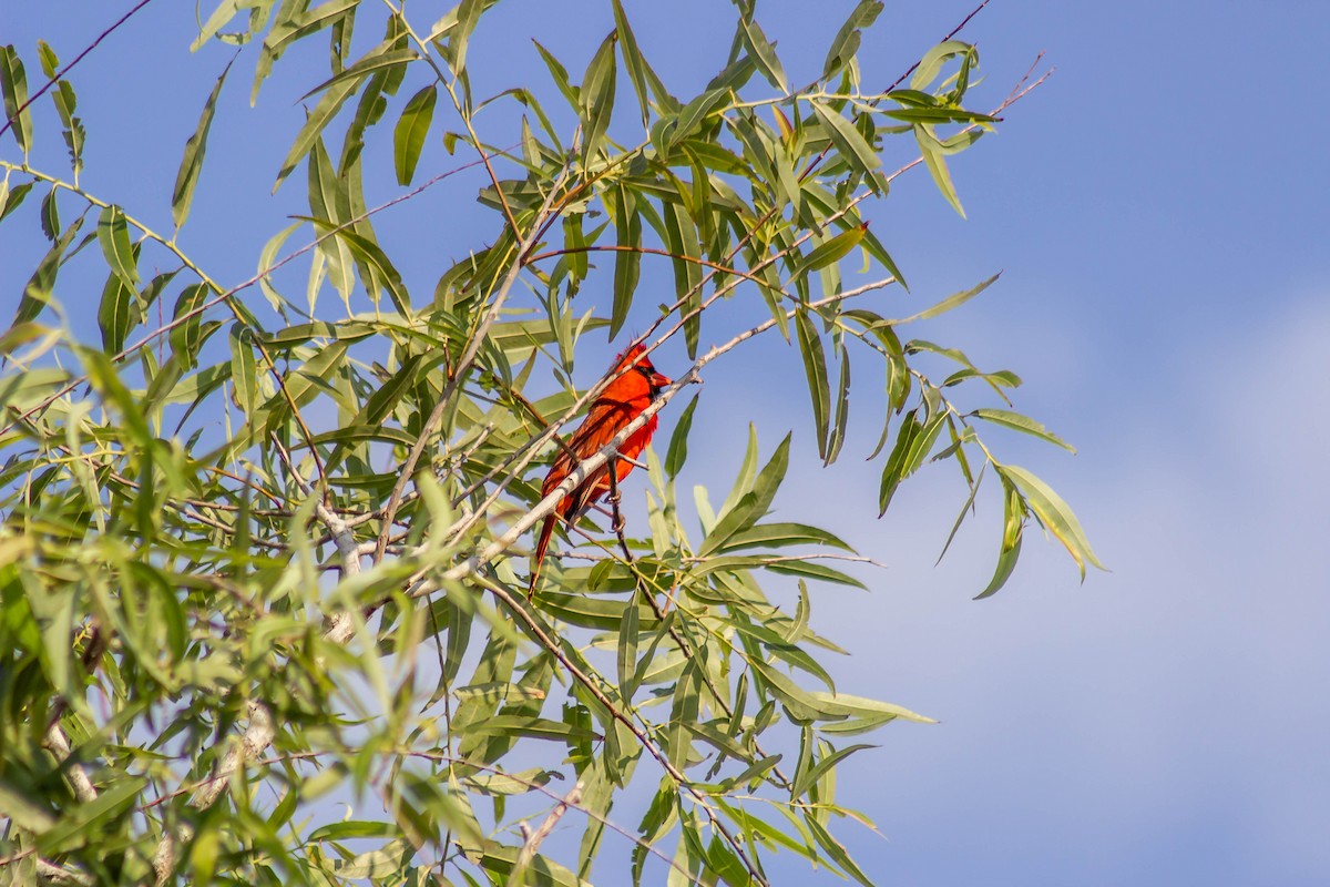 Northern Cardinal - ML618242616