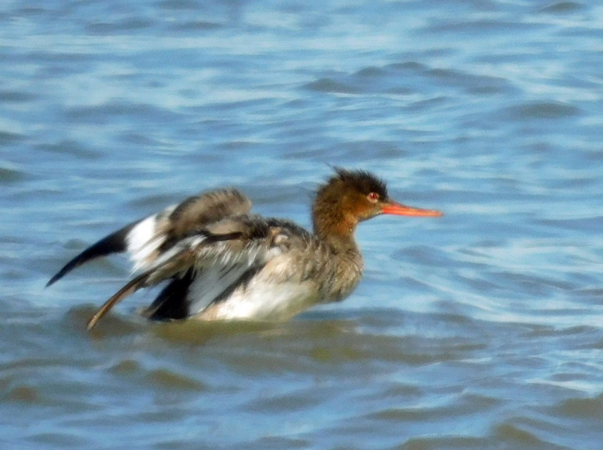 Red-breasted Merganser - ML618242664