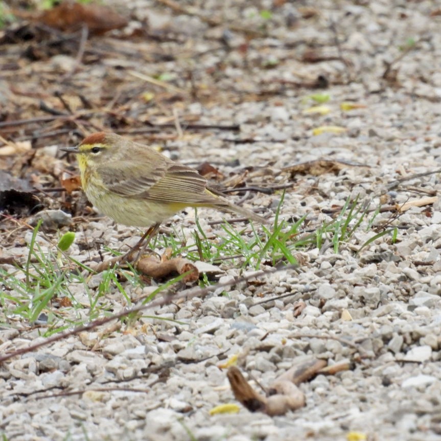 Palm Warbler - Deb Diane