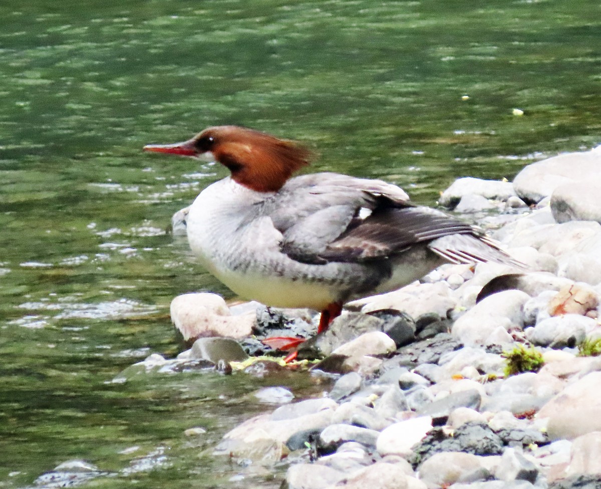 Common Merganser - ML618242677