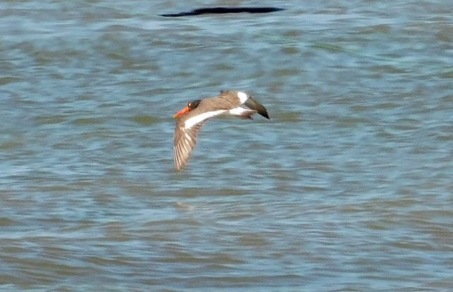 American Oystercatcher - ML618242680