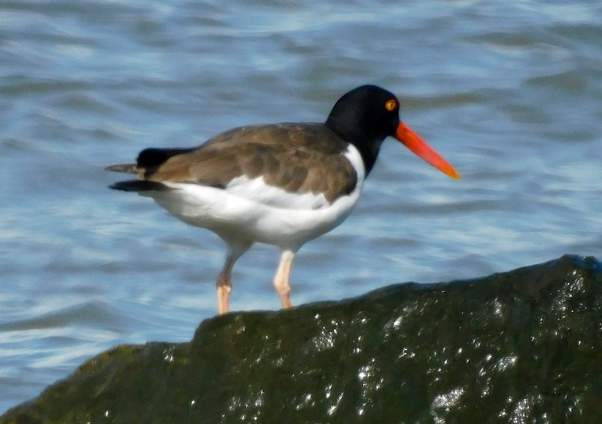 American Oystercatcher - ML618242688