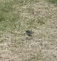 Yellow-rumped Warbler - Audrey McIlraith