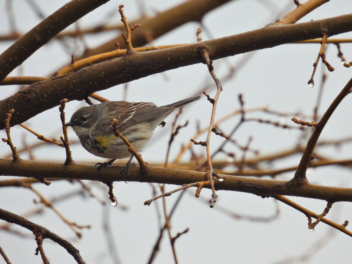 Yellow-rumped Warbler - Deb Diane