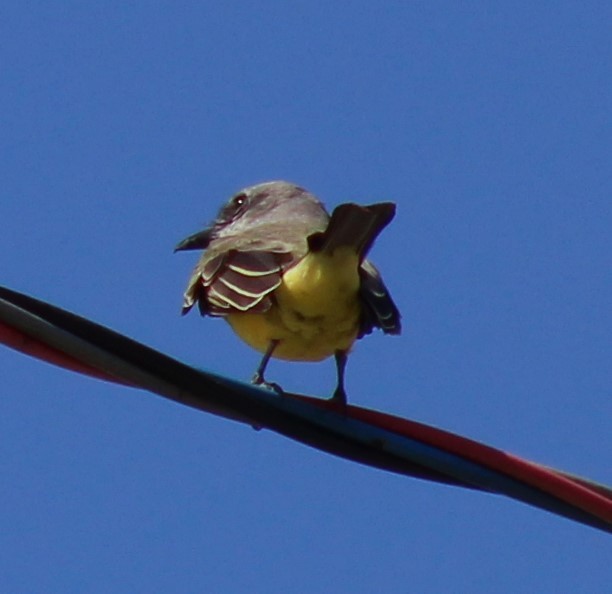 Tropical Kingbird - Pedro Behne