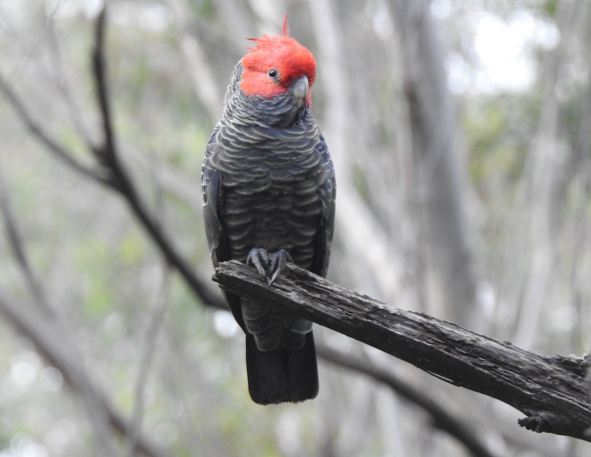 Gang-gang Cockatoo - ML618242746