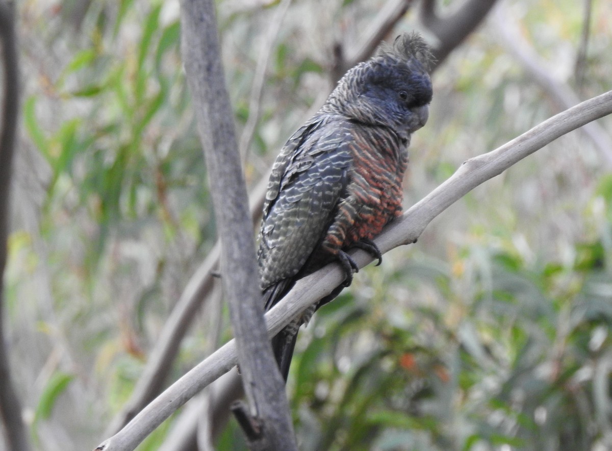 Gang-gang Cockatoo - ML618242747