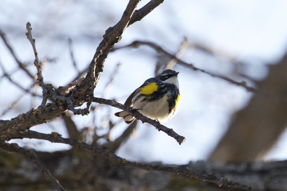 Yellow-rumped Warbler - ellery walch