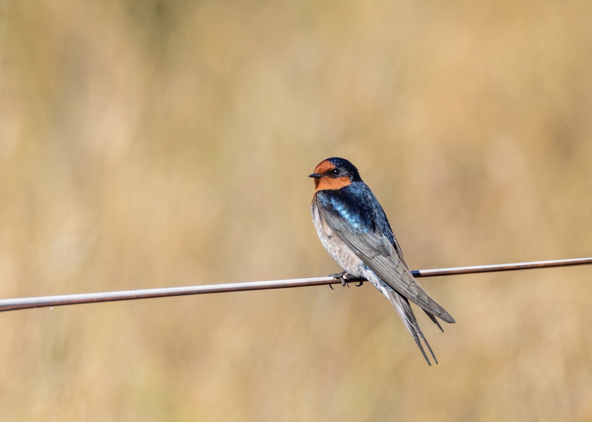 Golondrina Australiana - ML618242755