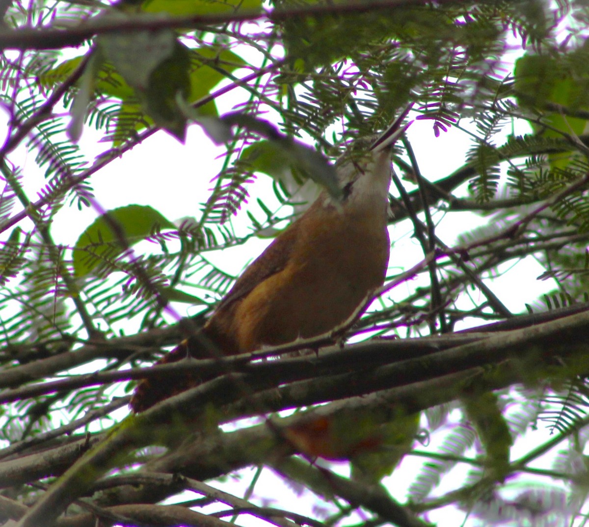 Long-billed Wren - ML618242765