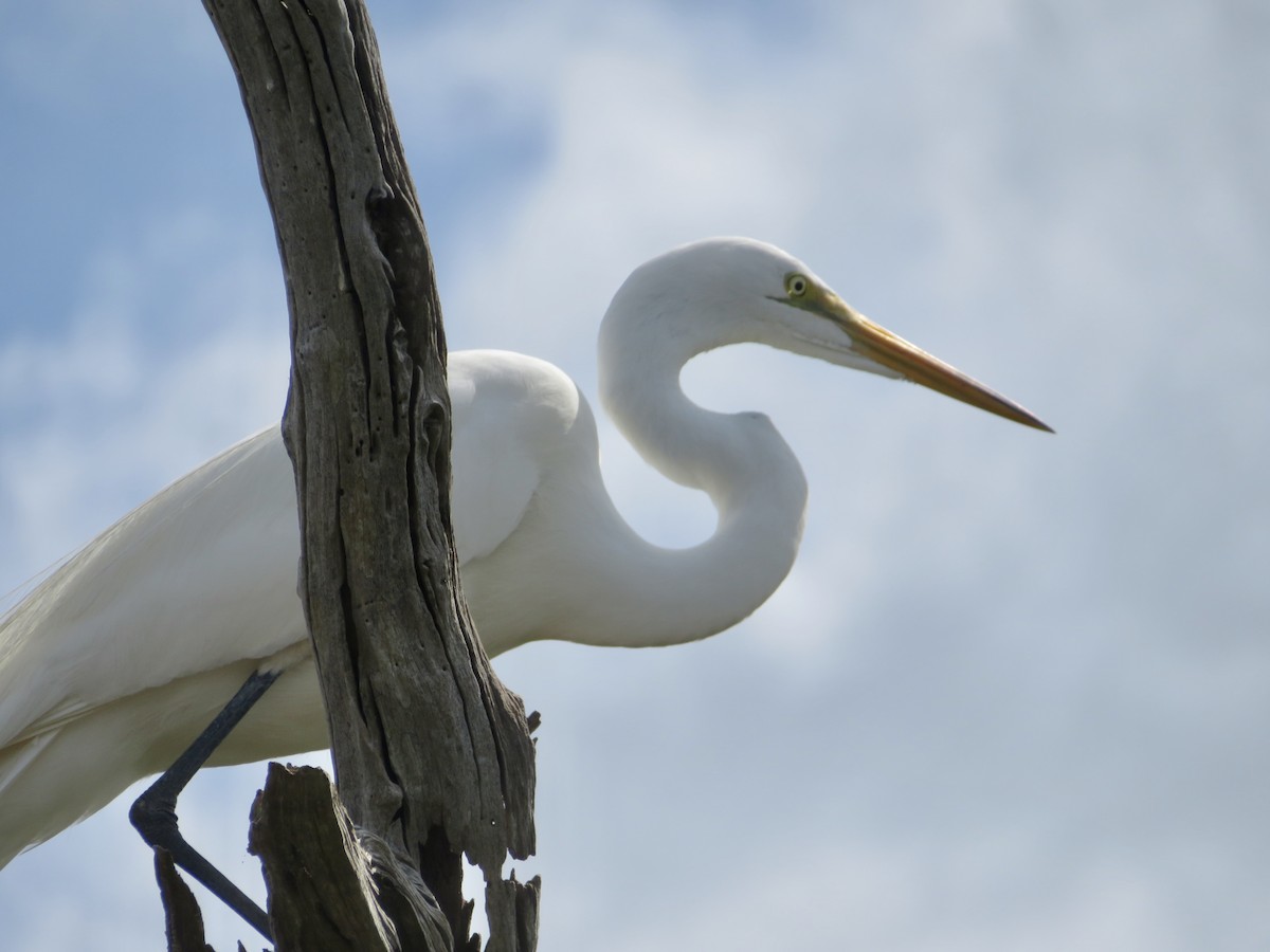 Great Egret - karl  schmidt