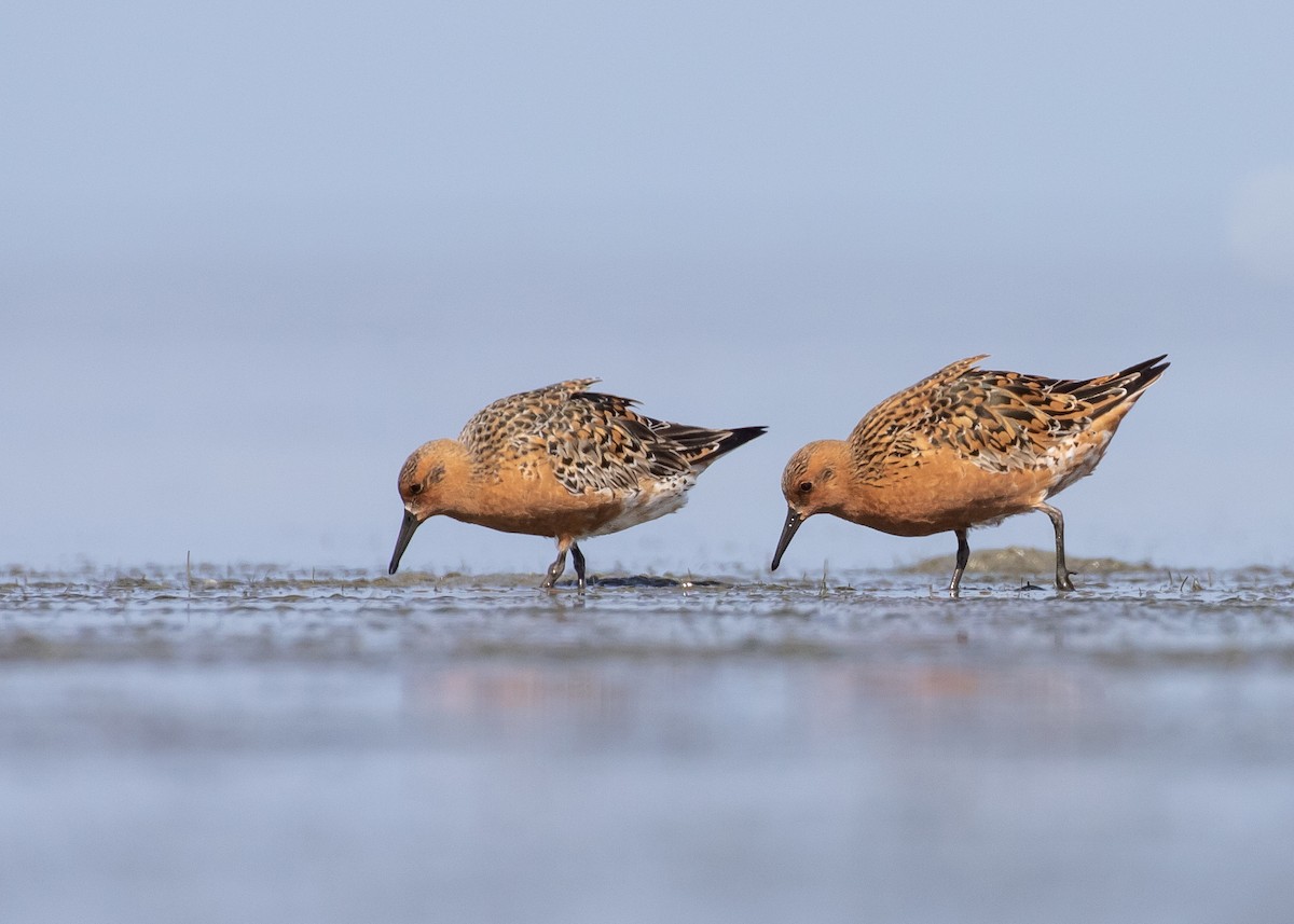 Red Knot - Moditha Kodikara Arachchi