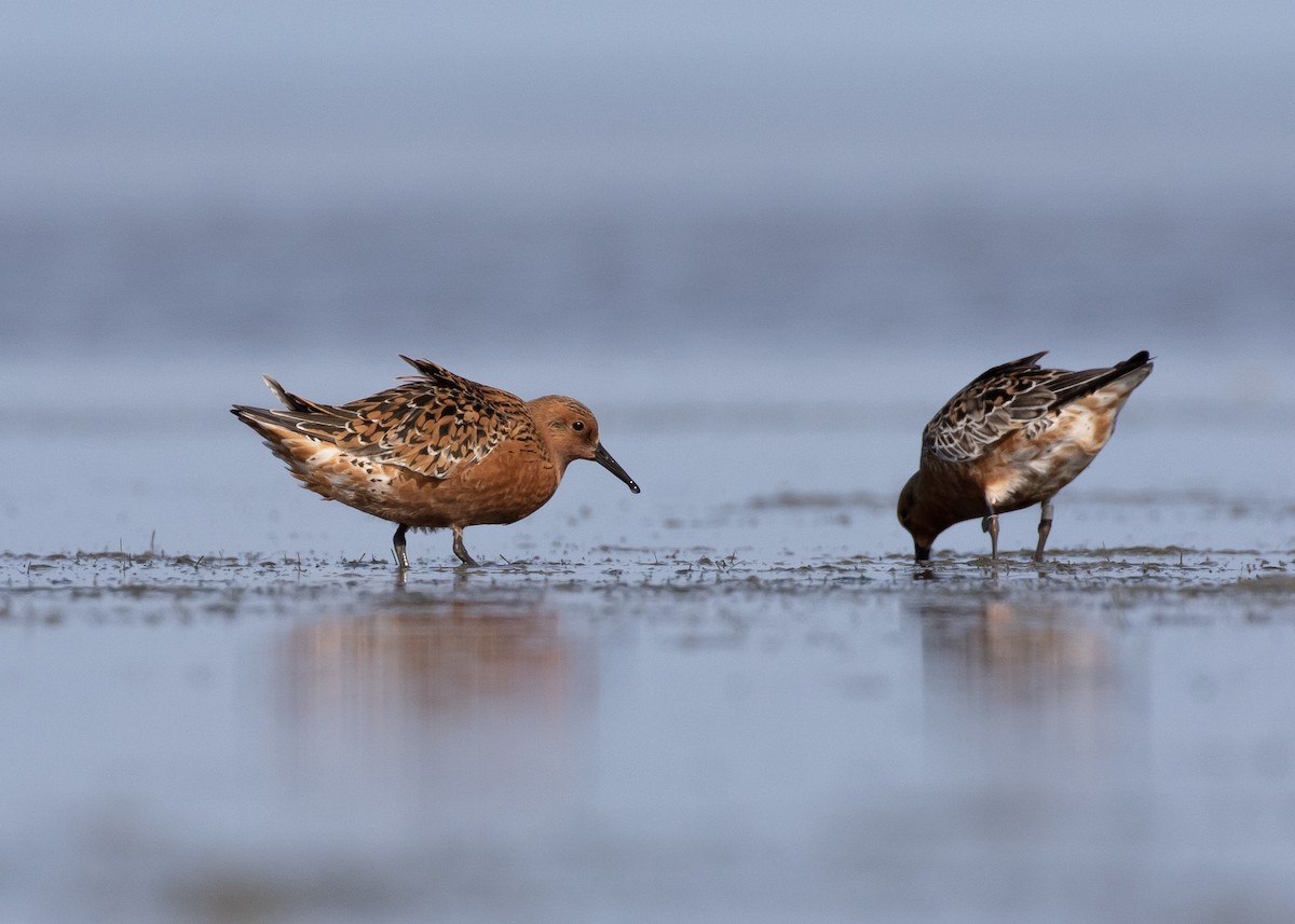 Red Knot - Moditha Kodikara Arachchi