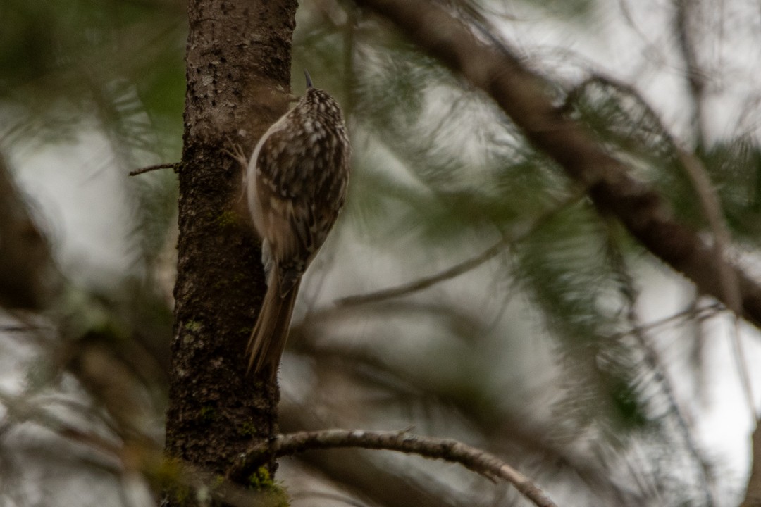 Brown Creeper - tim goodwin