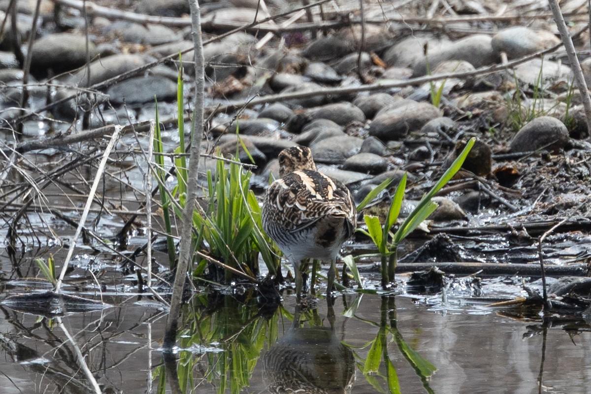 Wilson's Snipe - Ric Olson