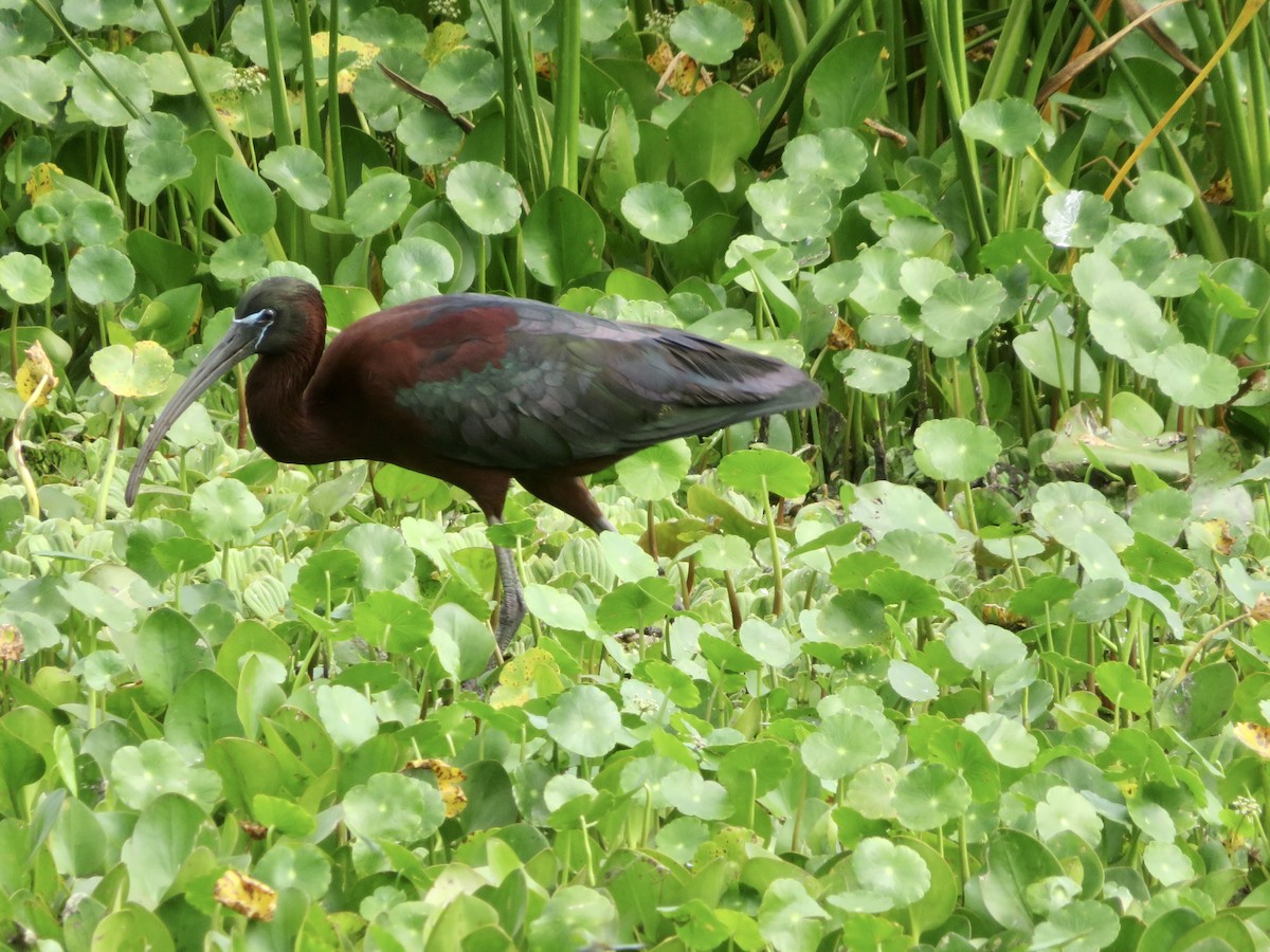 ibis hnědý - ML618242859