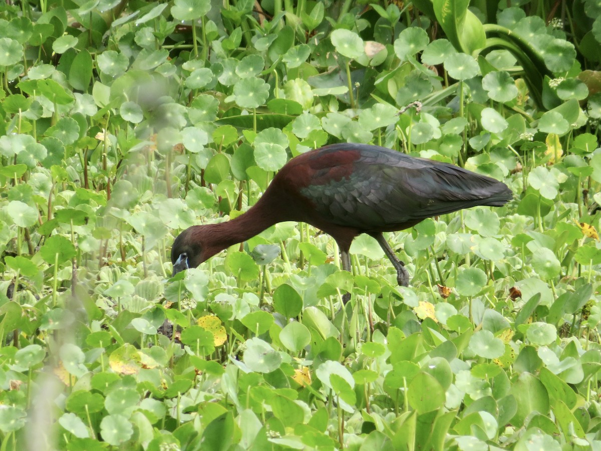 ibis hnědý - ML618242860