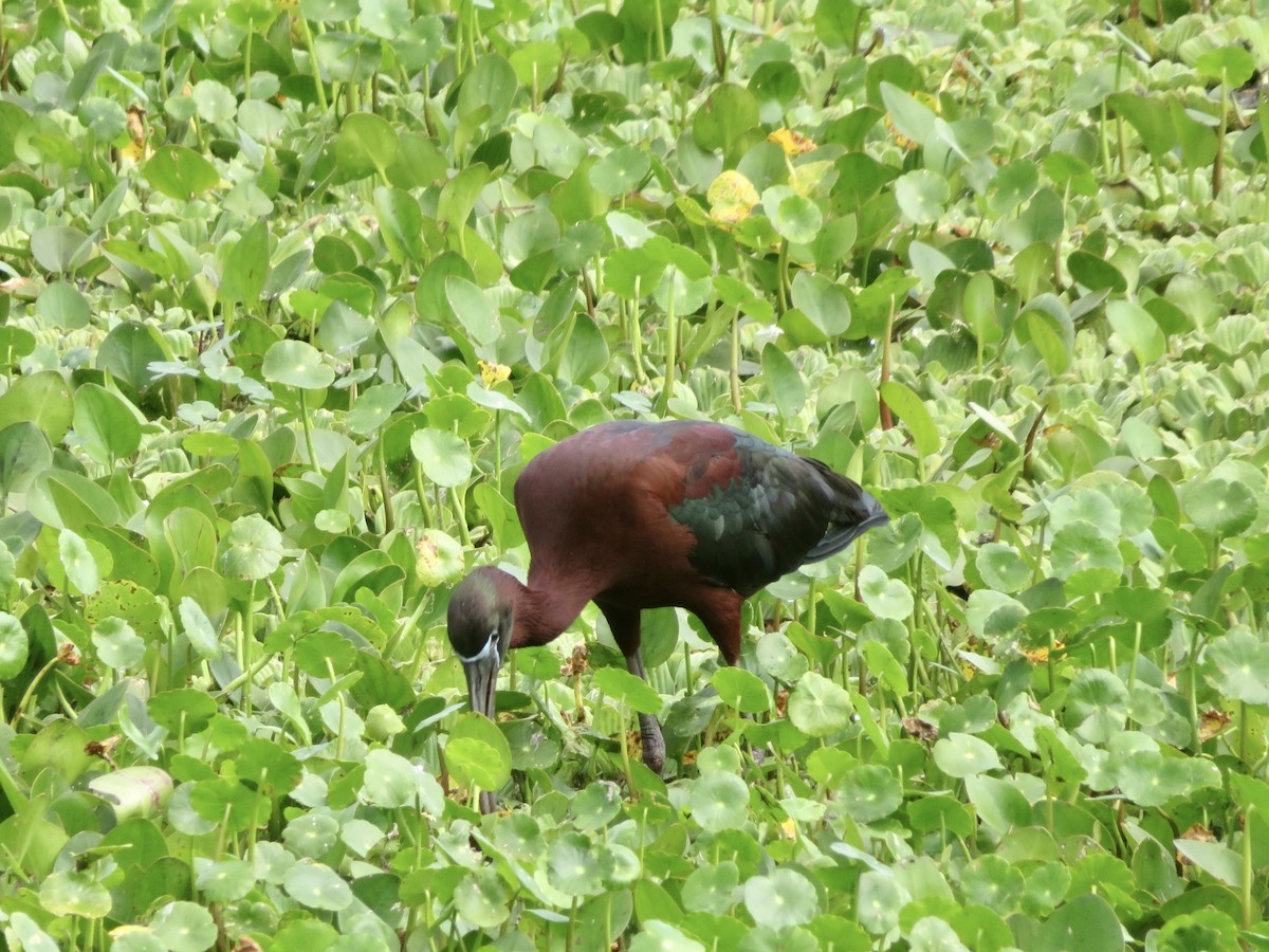 Glossy Ibis - ML618242861