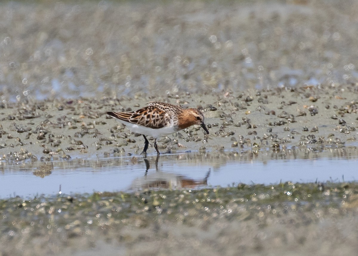 Red-necked Stint - Moditha Kodikara Arachchi