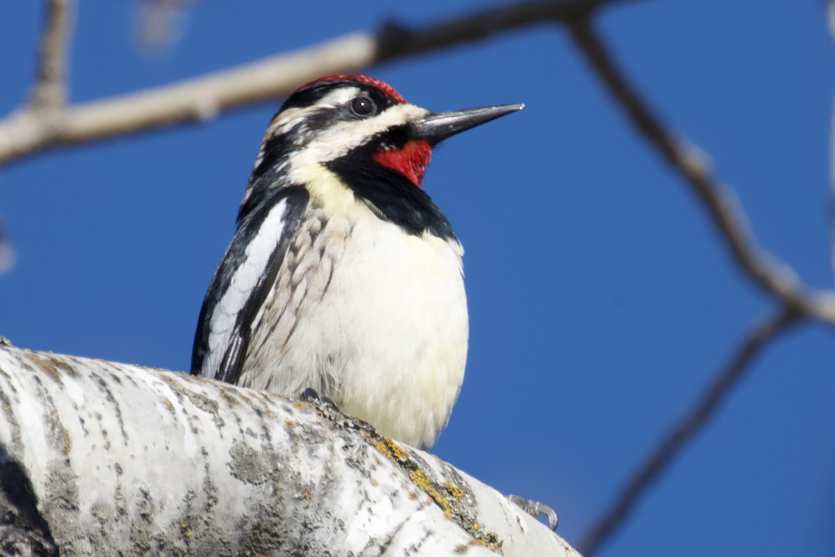 Yellow-bellied Sapsucker - ellery walch