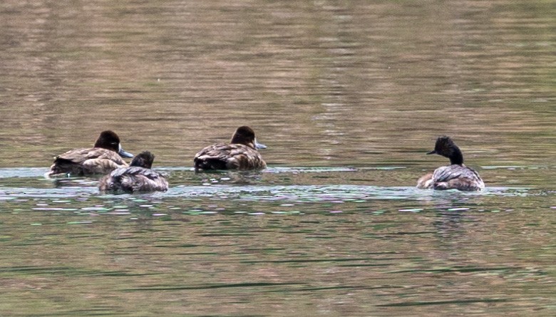 Eared Grebe - Ric Olson