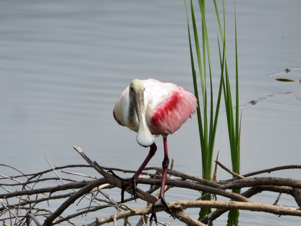 Roseate Spoonbill - karl  schmidt