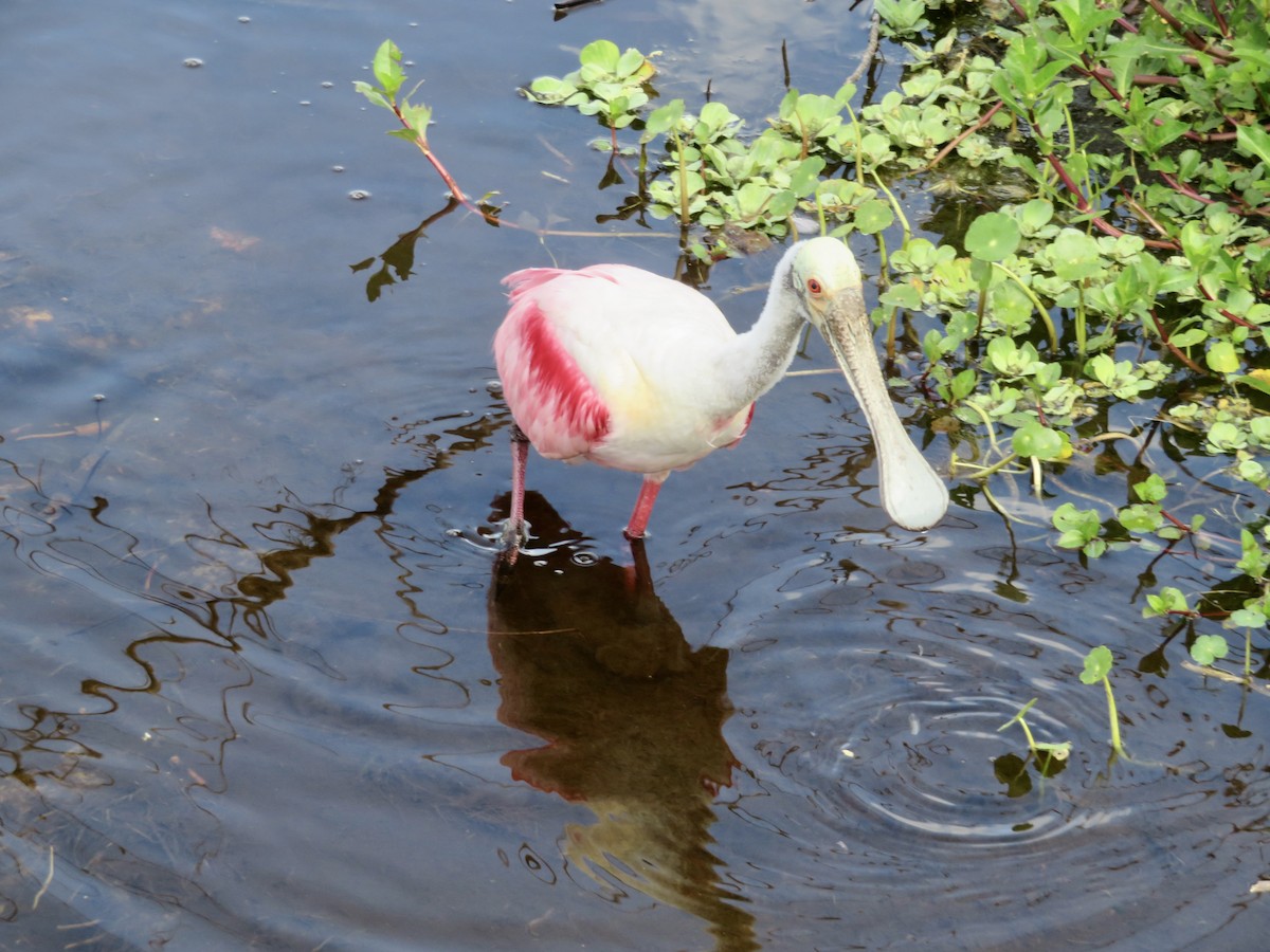 Roseate Spoonbill - karl  schmidt