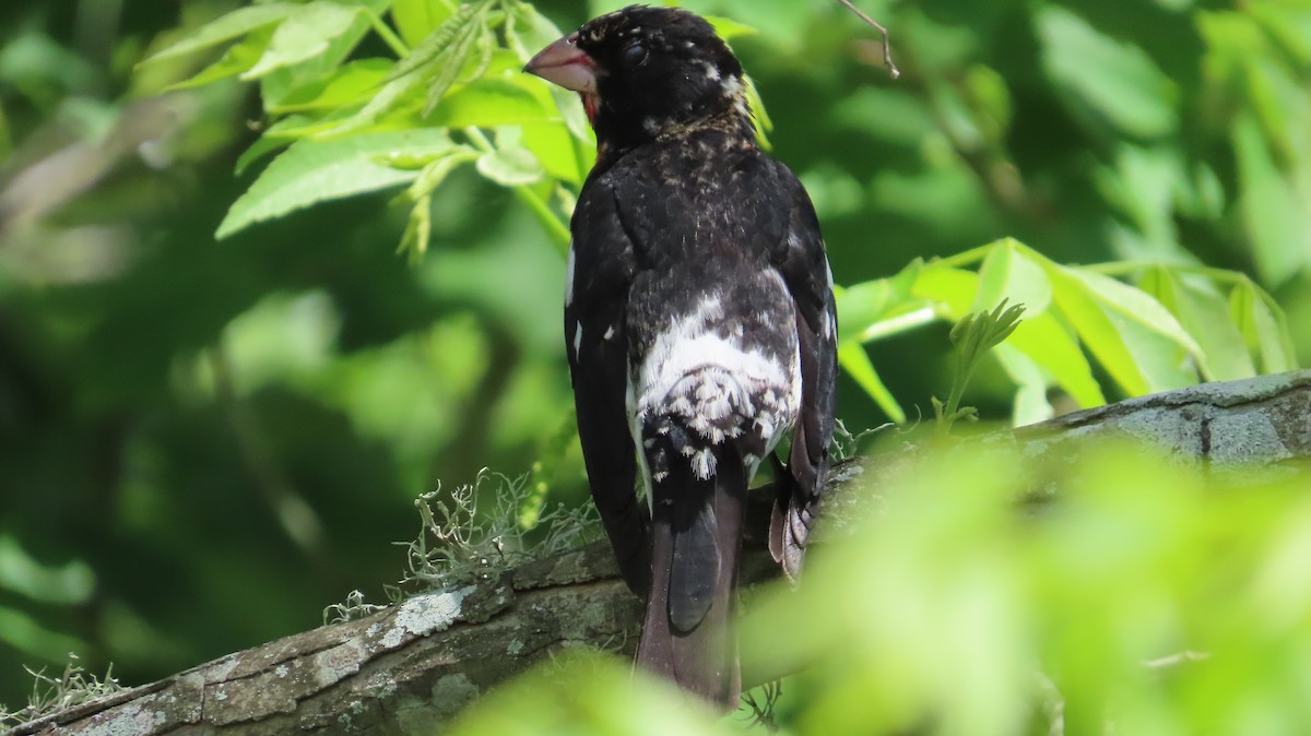 Rose-breasted Grosbeak - Lorna Thomas