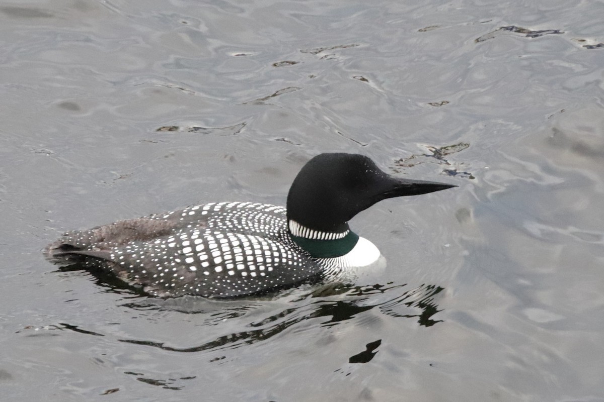 Common Loon - Steve McNamara